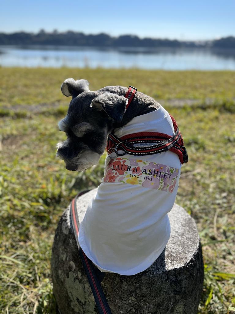 LAURA ASHLEY（ローラアシュレイ）ボックスロゴTシャツ | 犬服