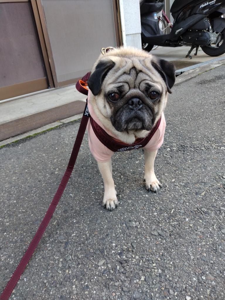 【新品】アヴィレックス AVIREX MA-1 スペースコマンド犬用 FB-S AVIREX 犬 服 AVIREX/アヴィレックス/MA−1 ロゴ/犬服(ドッグ
