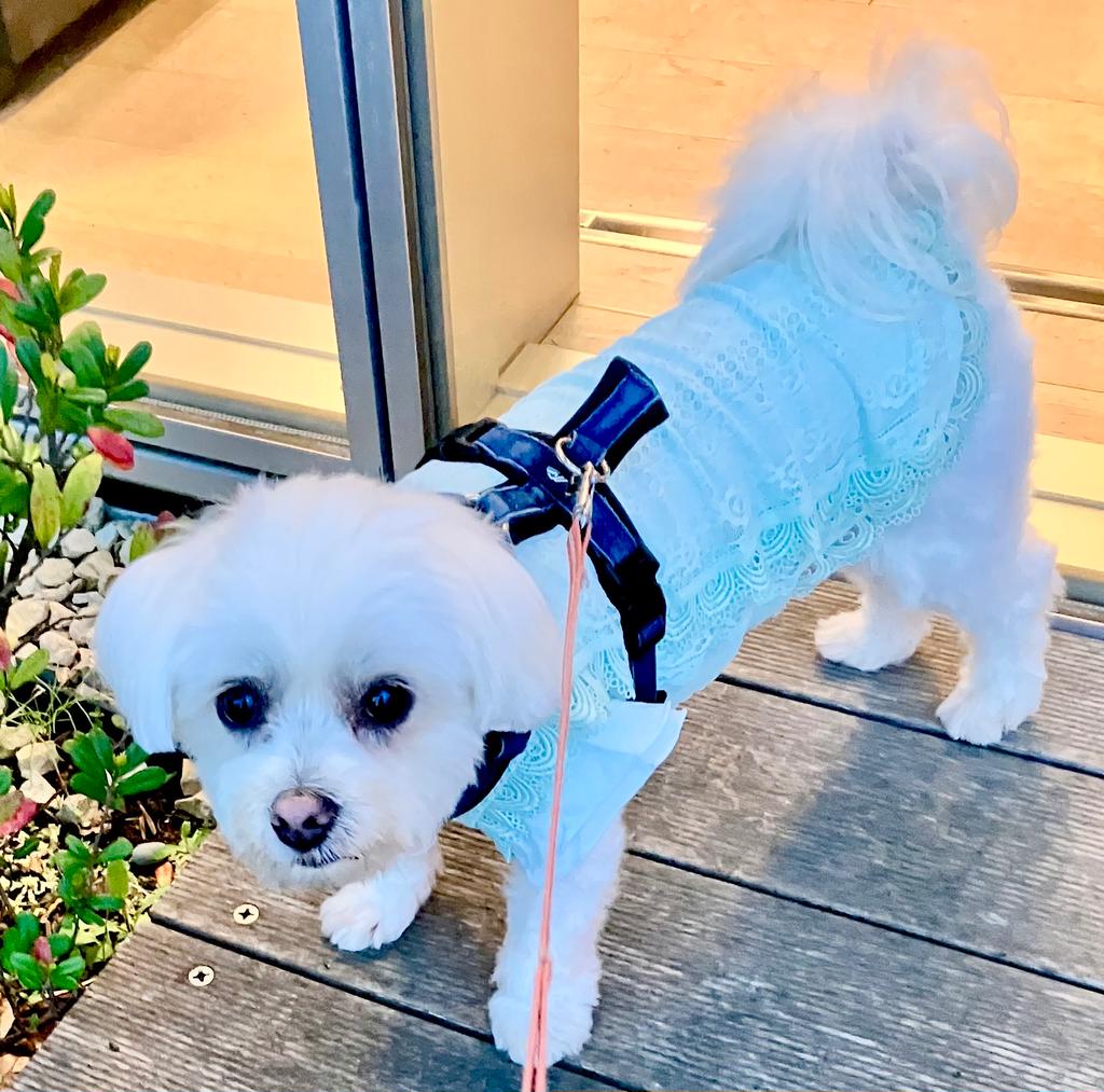 パピー・超小型犬用】ROPE PICNIC（ロペピクニック）レースワンピース