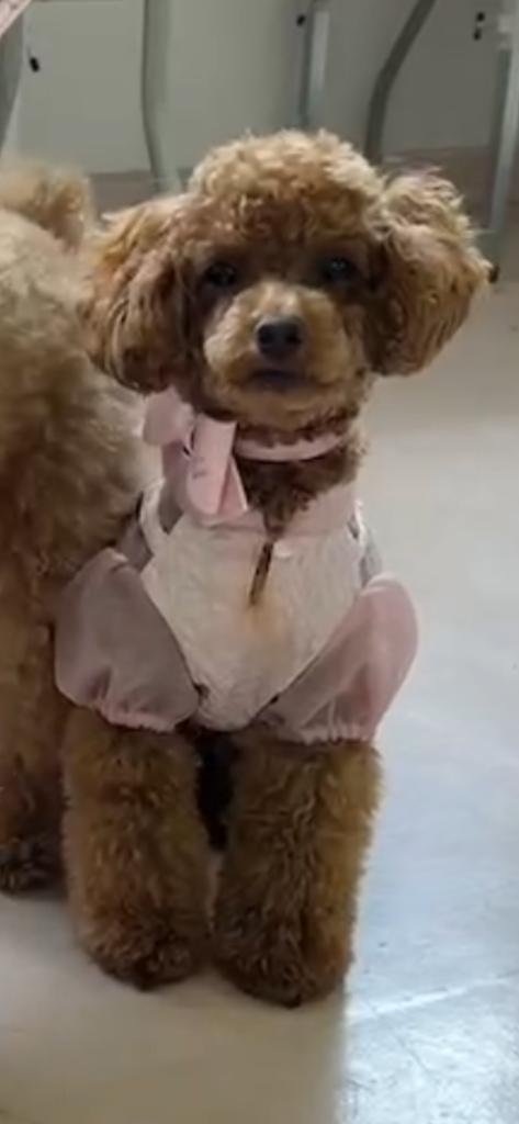 ANNA SUI 花柄　ワンピース ゴブラン ジャガード ベロア ANNA SUI 花柄 ワンピース ゴブラン ジャガード ベロア