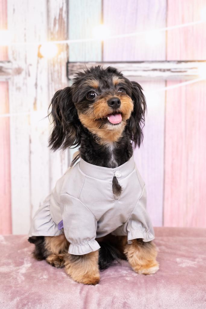 犬服・ドッグウェアブランド「VIVIANA（ヴィヴィアナ）」｜公式ペット