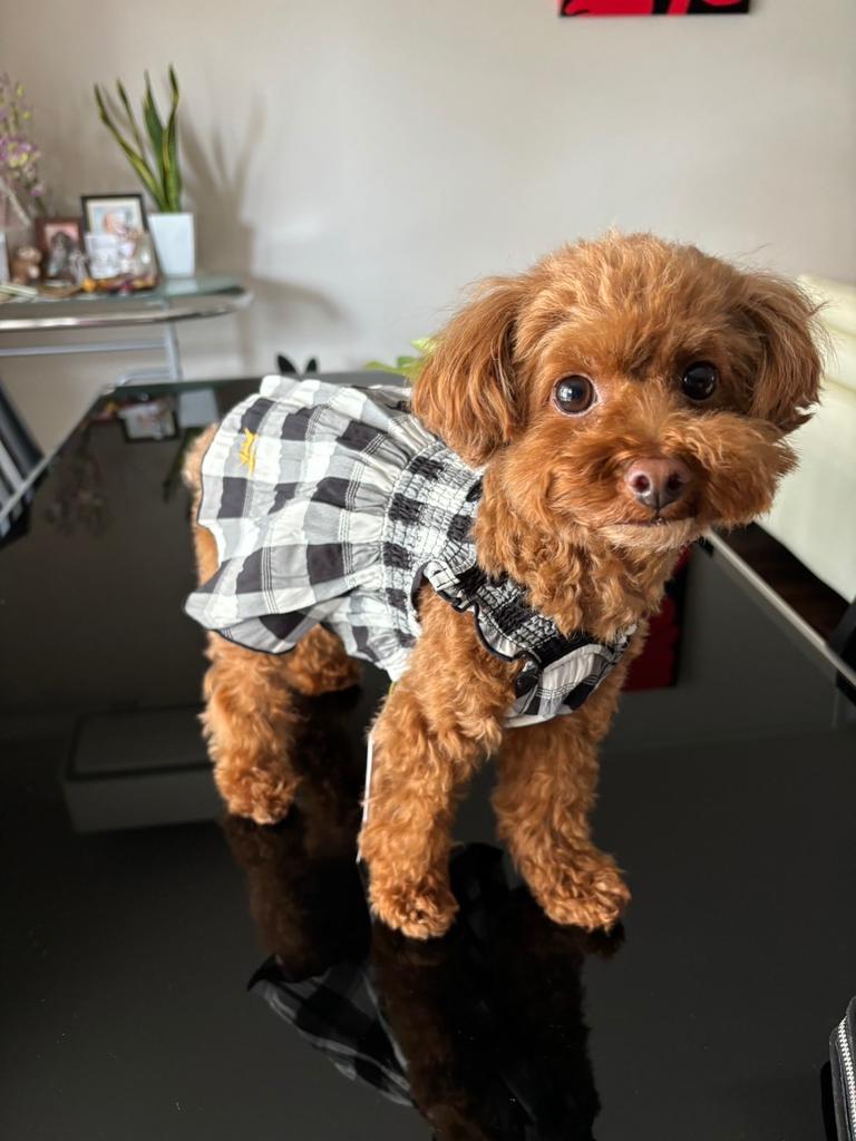 犬用ツイードベストとキャミワンピースセット ROPE PICNIC（ロペピクニック）ギンガムチェックキャミワンピ