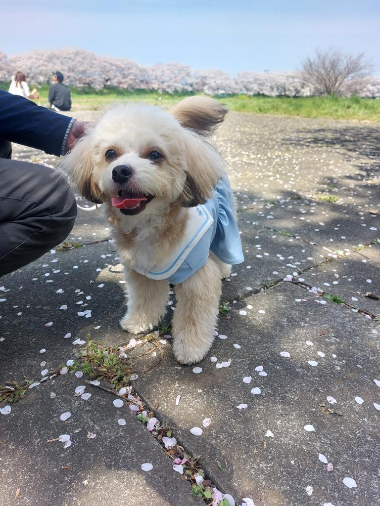 ONE OCTAVE（ワンオクターヴ）ミディカラーワンピ | 犬服・ドック