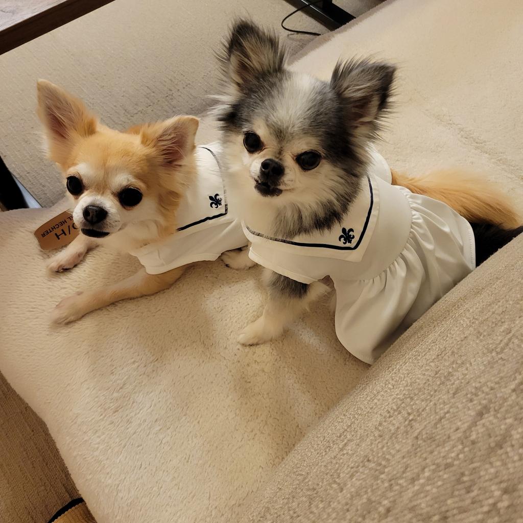 ONE OCTAVE（ワンオクターヴ）ミディカラーワンピ | 犬服・ドック