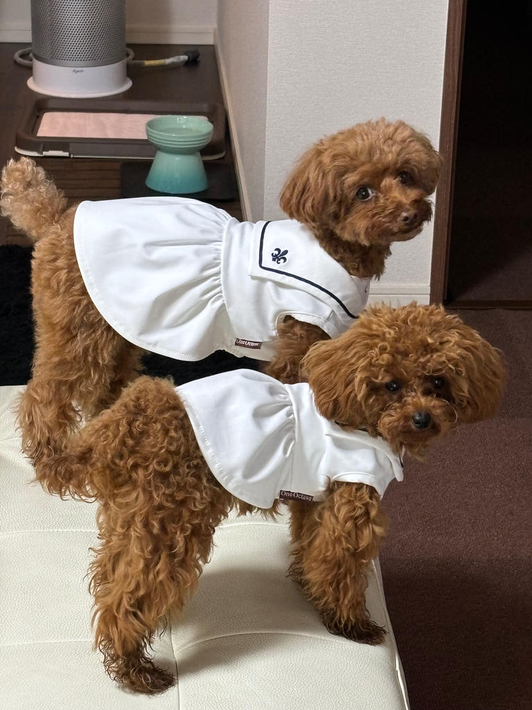 ナチュラル＆クラシカル　ペチコートワンピつけ襟付き　新色登場♡　犬服ハンドメイド ONE OCTAVE（ワンオクターヴ）ミディカラーワンピ | 犬服