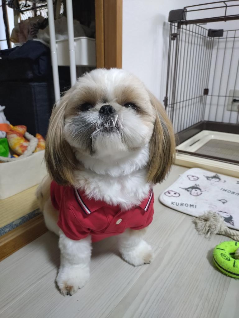 TOMMY HILFIGER（トミーヒルフィガー）ロゴポロシャツ / Dog Heritage