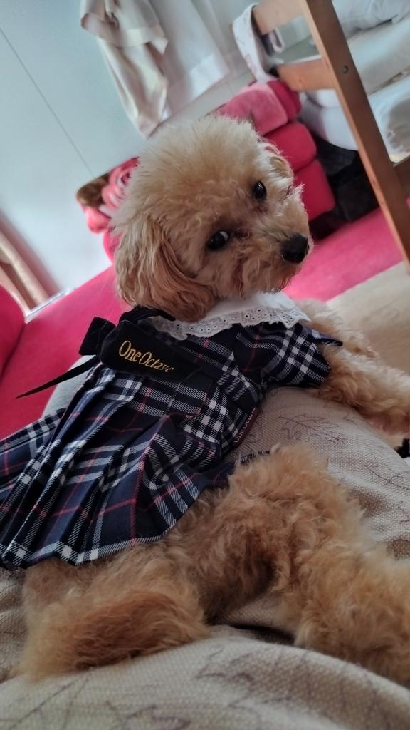 ONE OCTAVE（ワンオクターヴ）ビスチェ付ニット | 犬服・ドックウェア