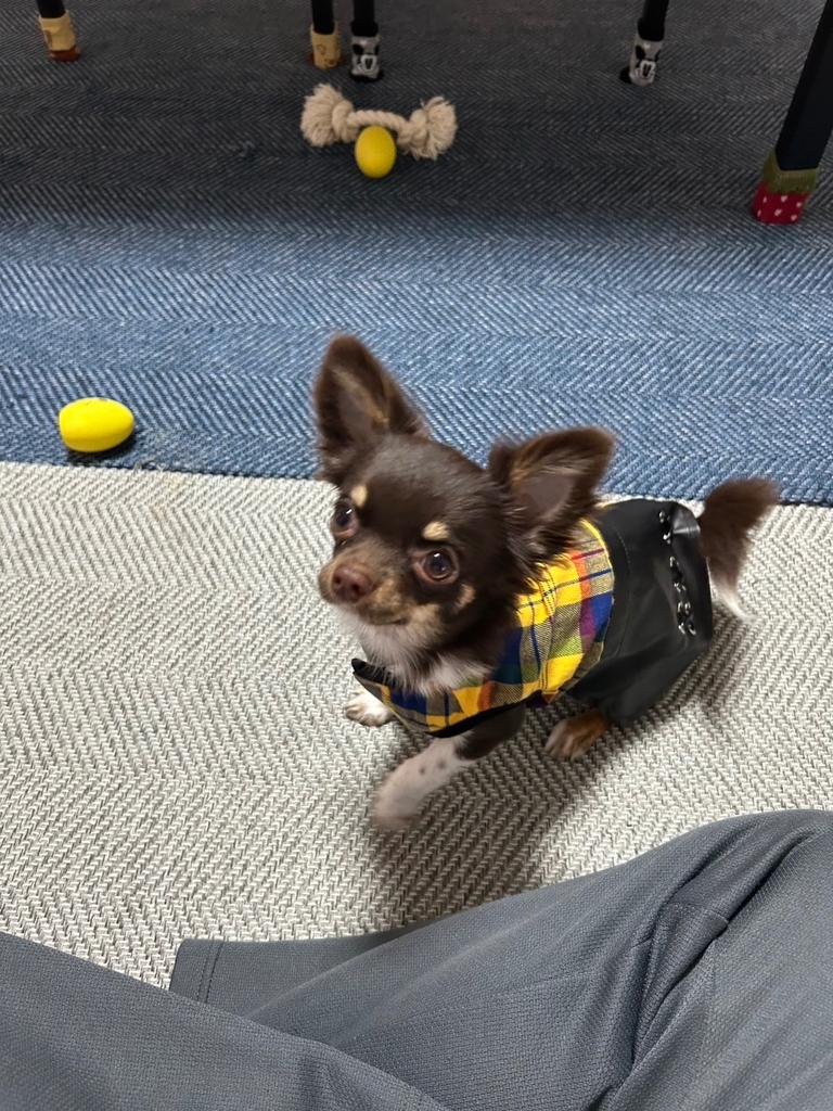 ANNA SUI（アナ スイ）チェック柄フェイクレザーワンピース | 犬服