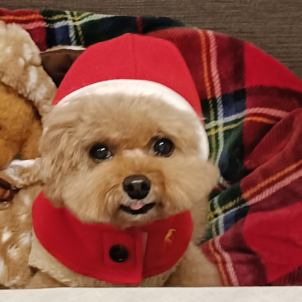 ROPE PICNIC（ロペピクニック）ホリデーポンチョ サンタ | 犬服