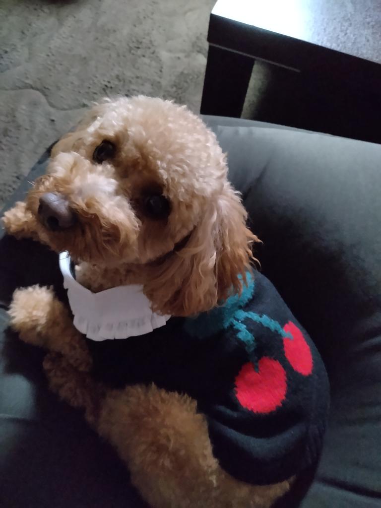 ONE OCTAVE（ワンオクターヴ）さくらんぼニット | 犬服・ドック