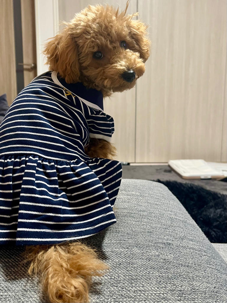 B447.pon2pan2☆犬☆オーダー☆ボルドー色のスモックワンピ 犬服 刺繍レースのスモック オーダー - mon chéri…dog | minne