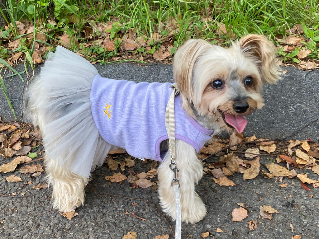 【超貴重！美品】Bul bu-bu × picone 限定カラー　ワンピース　犬 超貴重！美品】Bul bu-bu × picone 限定カラー ワンピース 犬