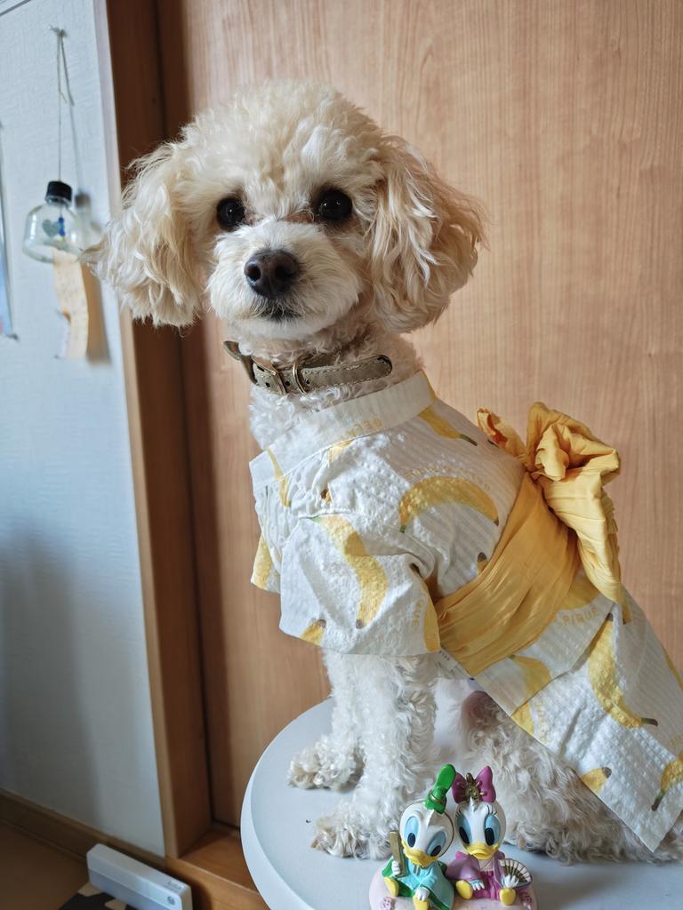 gelato pique（ジェラートピケ）【CAT&DOG】【販路限定商品