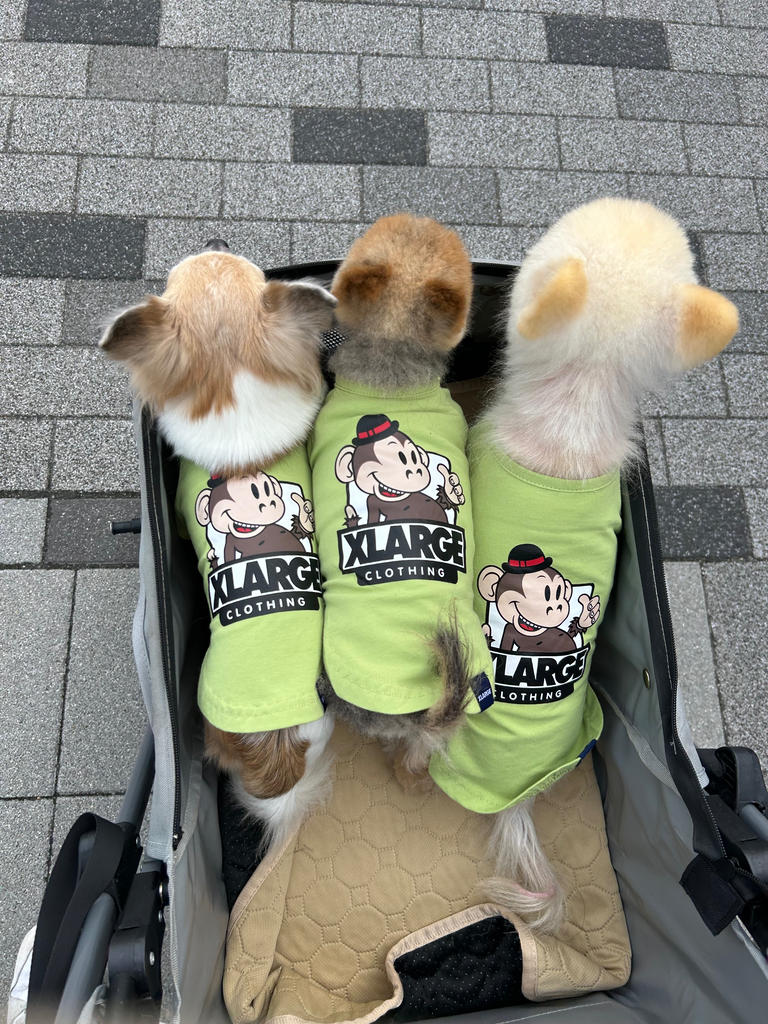 犬服　XLARGE  Arnold Palmer  3点セット 楽天市場】エクストララージ xlarge（犬用品｜ペット・ペット