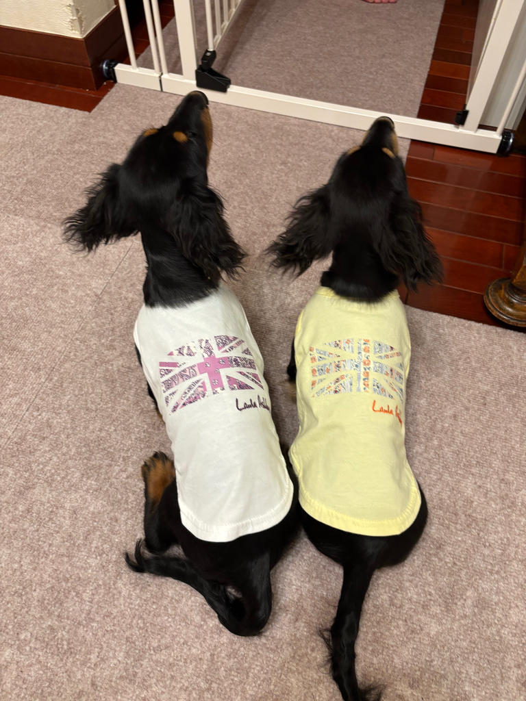 LAURA ASHLEY（ローラアシュレイ）ユニオンジャックプリントタンク