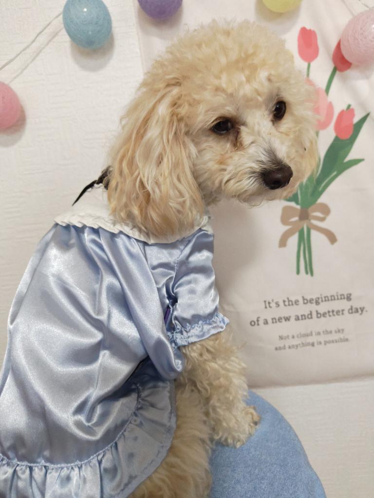 ANNA SUI（アナ スイ）サテンワンピース | 犬服・ドックウェアCalulu