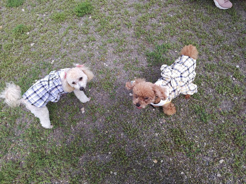 ONE OCTAVE（ワンオクターヴ）エリ付きリボンワンピ | 犬服・ドック