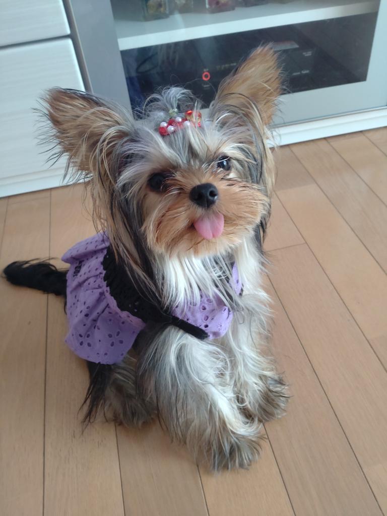 ANNA SUI（アナ スイ）アイレットフリルワンピース | 犬服・ドック