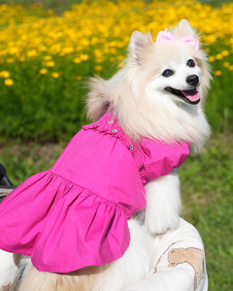 【ANNA SUI】襟付き 総レース　刺繍　ワンピース　ティアード　インナー付き セレモニー】フラワー総刺繍ワンピース（その他） | ANNA SUI