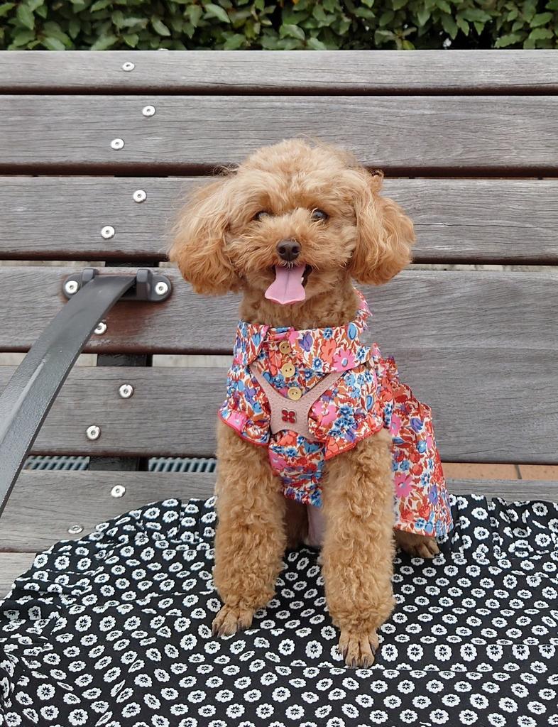 LAURA ASHLEY（ローラアシュレイ）襟付きワンピース | 犬服
