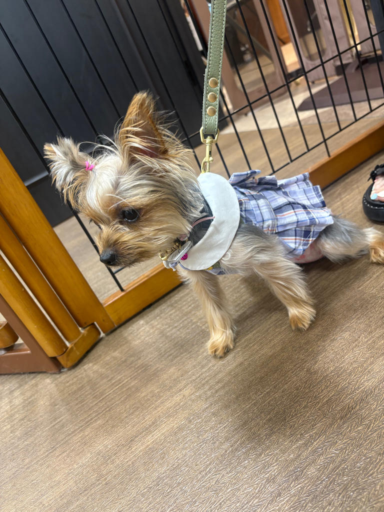 ONE OCTAVE（ワンオクターヴ）エリ付きリボンワンピ | 犬服・ドック