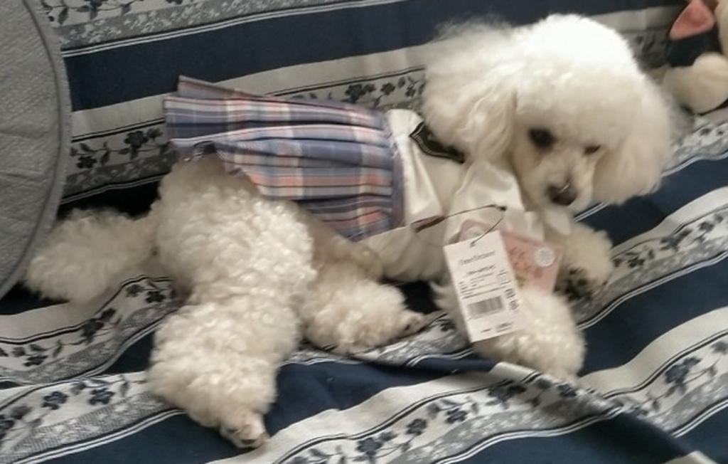 ONE OCTAVE（ワンオクターヴ）スクールワンピース | 犬服・ドック