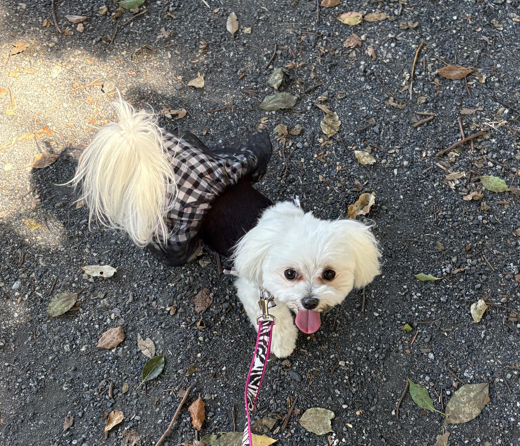 ANNA SUI（アナ スイ）ショルダーリボンギンガムチェックギャザー