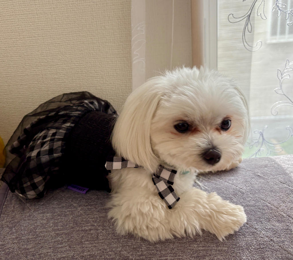 ANNA SUI（アナ スイ）ショルダーリボンギンガムチェックギャザー