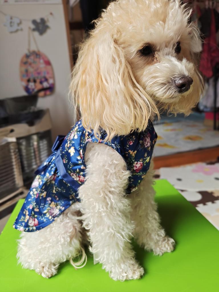 ONE OCTAVE（ワンオクターヴ）花柄ワンピ | 犬服・ドックウェアCalulu