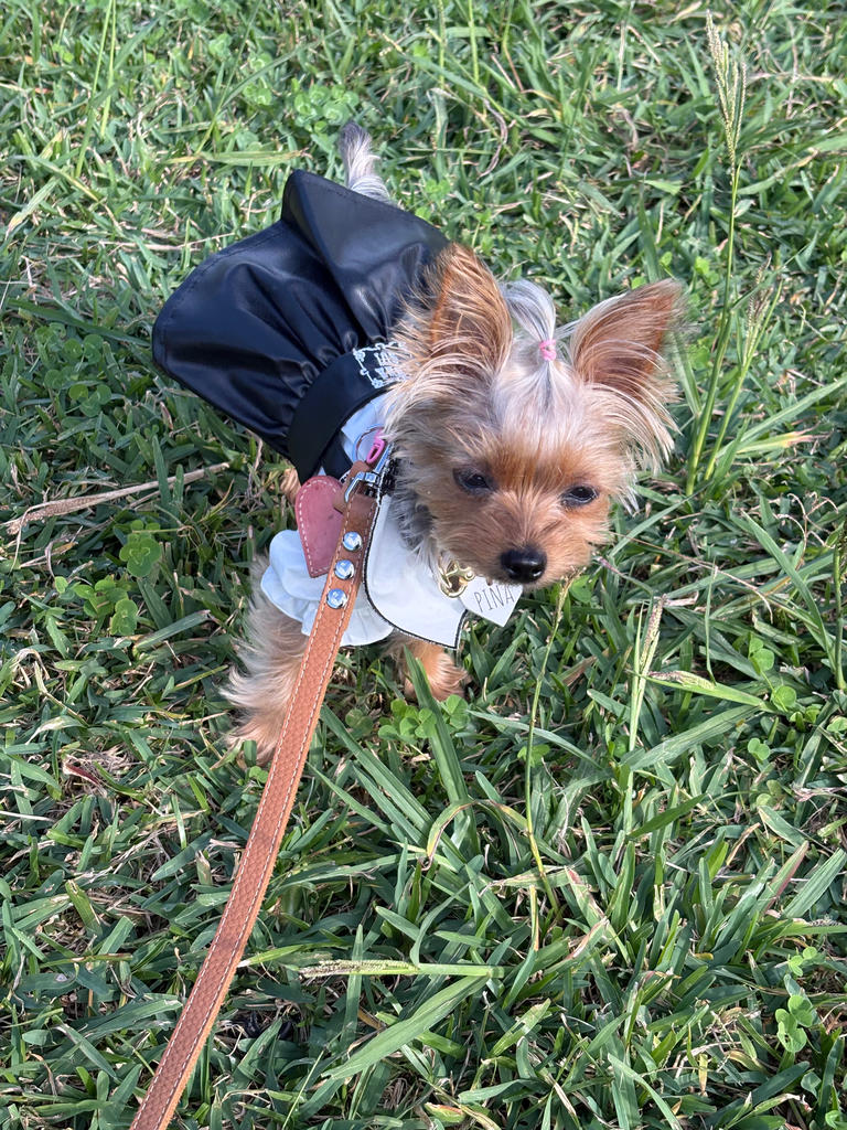 パピー・超小型犬用】ANNA SUI（アナ スイ）フェイクレザープリーツ