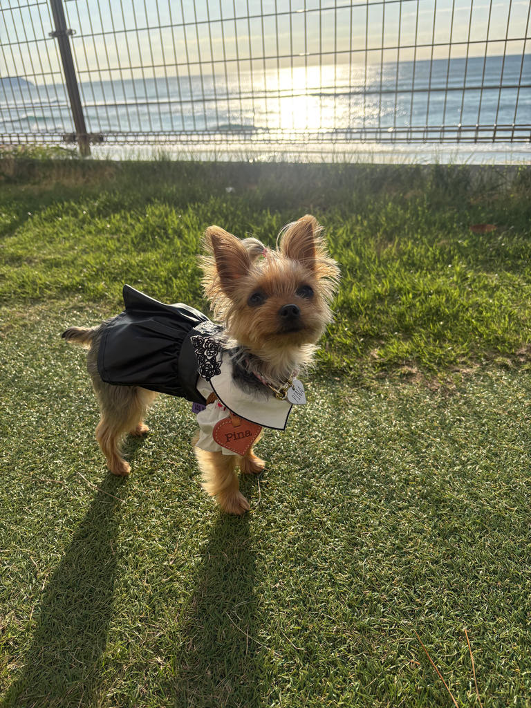 パピー・超小型犬用】ANNA SUI（アナ スイ）フェイクレザープリーツ