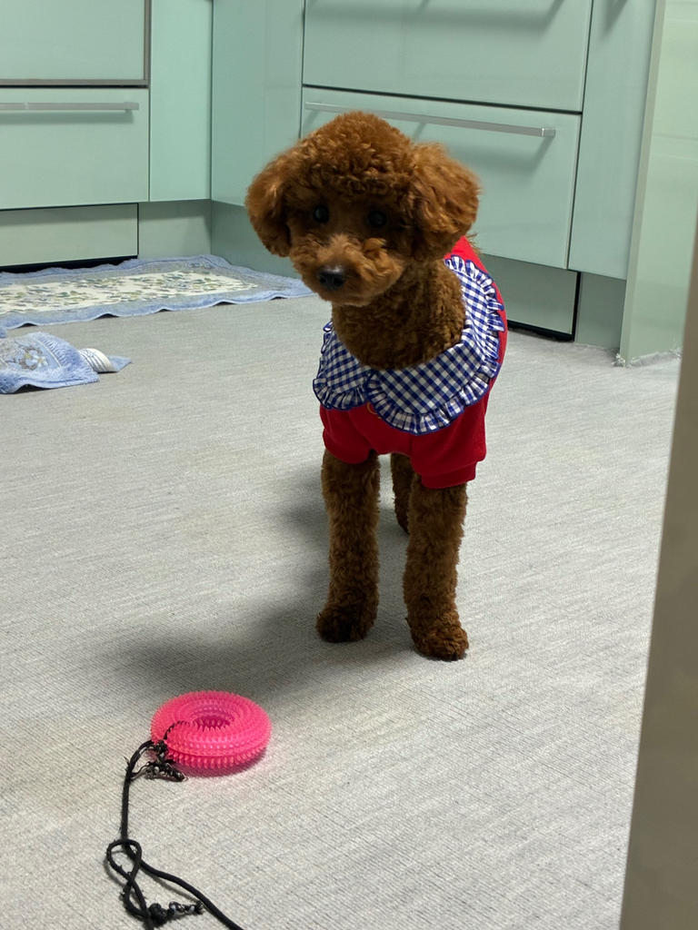 ONE OCTAVE（ワンオクターヴ）リボン付ケープコート | 犬服・ドック