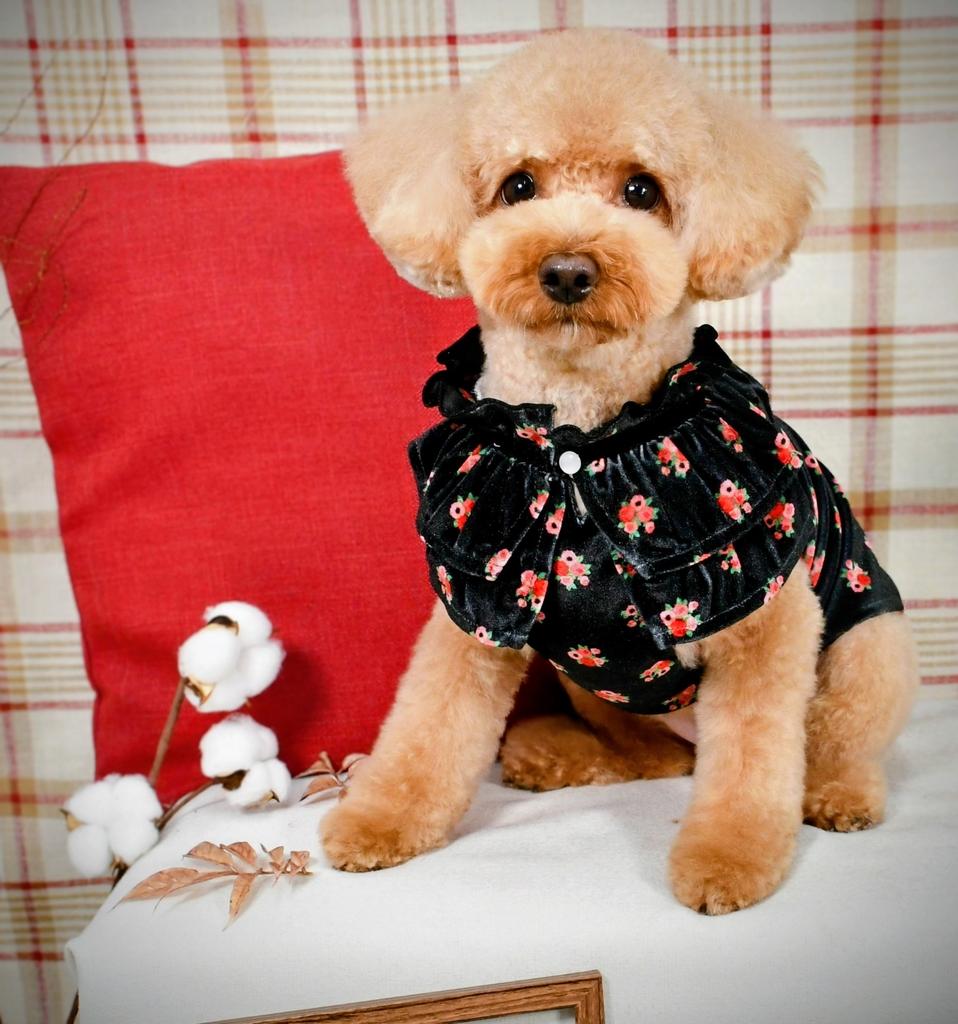 ANNA SUI（アナ スイ）ケープ風ベロアワンピース | 犬服・ドックウェア