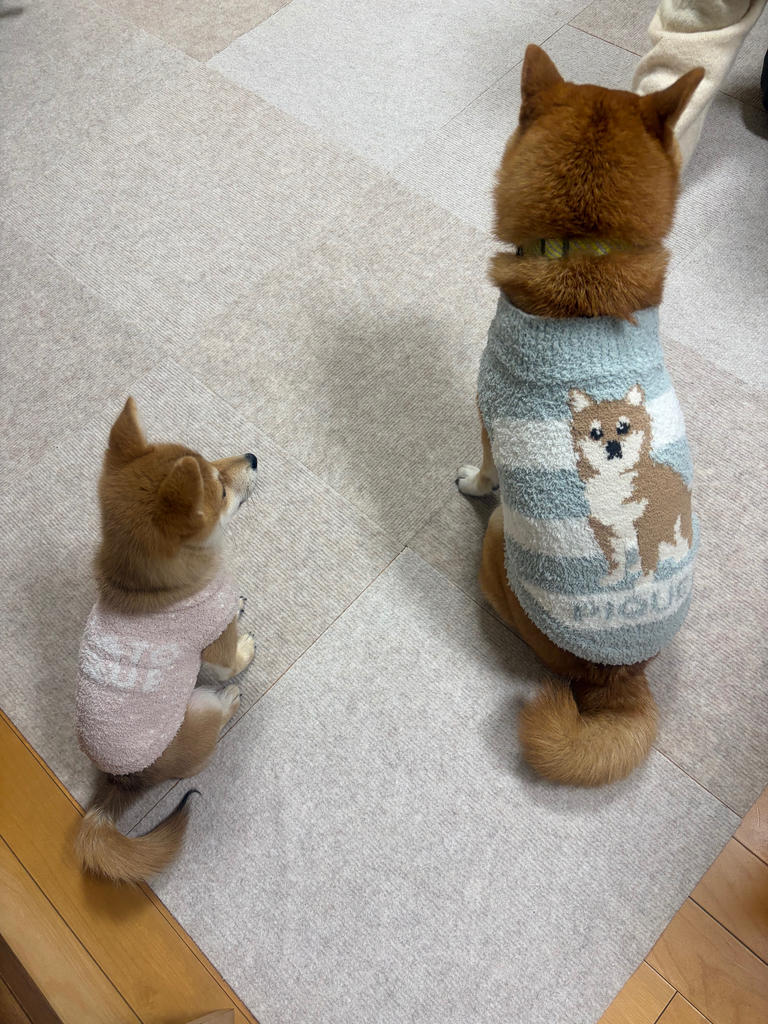 gelato pique（ジェラートピケ）【CAT&DOG】【販路限定商品】ベビモコ