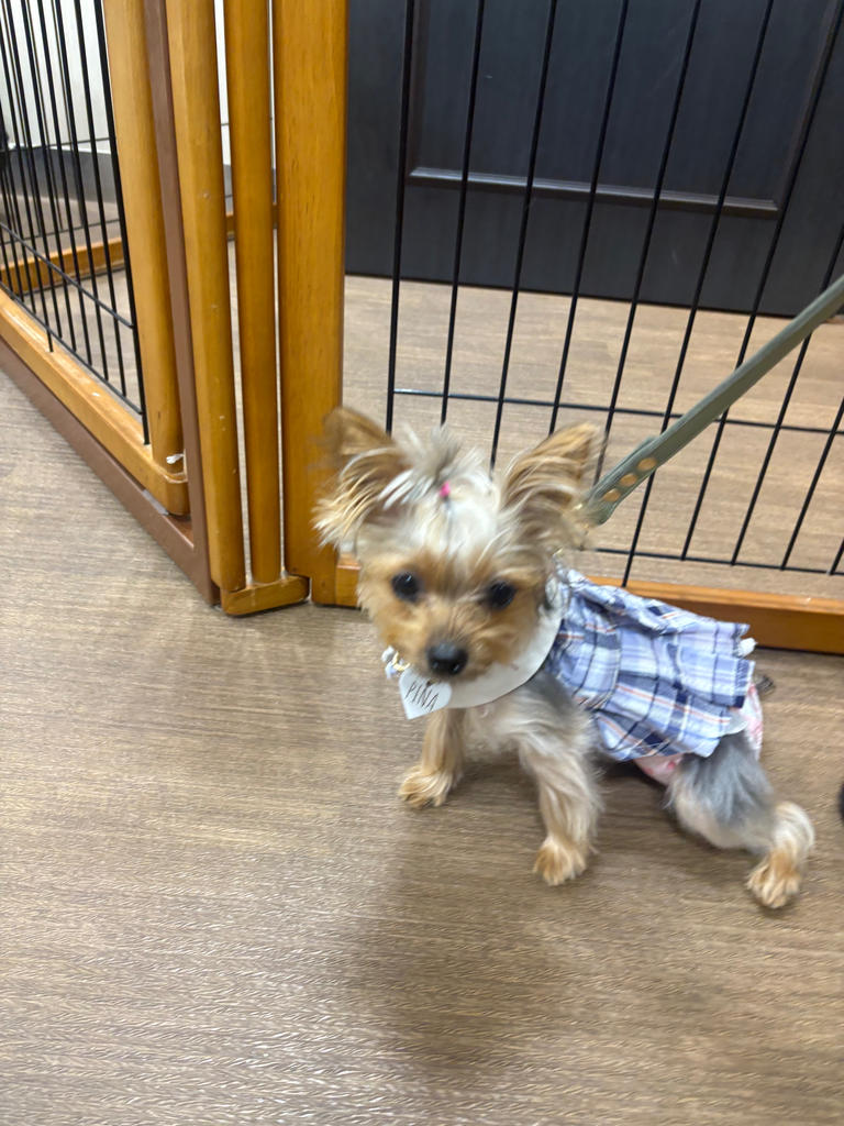 ONE OCTAVE（ワンオクターヴ）スクールワンピース | 犬服・ドック