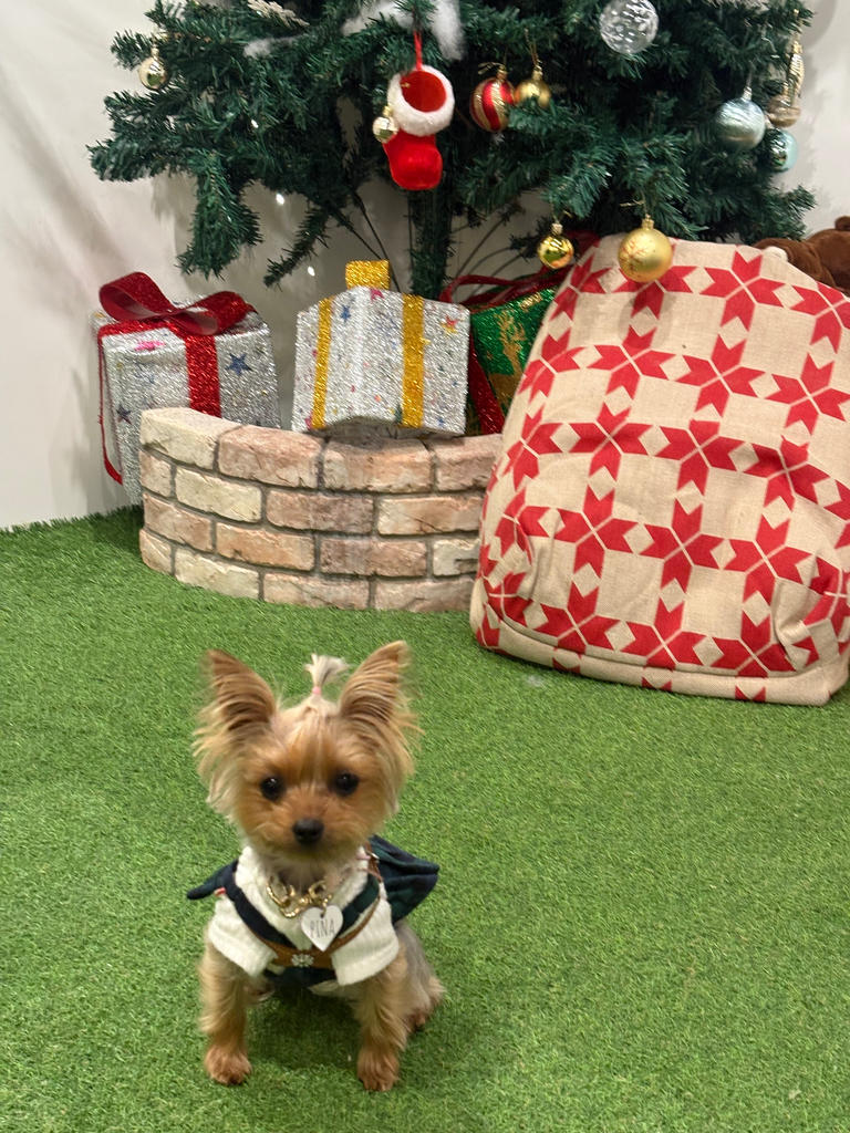 ONE OCTAVE（ワンオクターヴ）ビスチェ付ニット | 犬服・ドックウェア