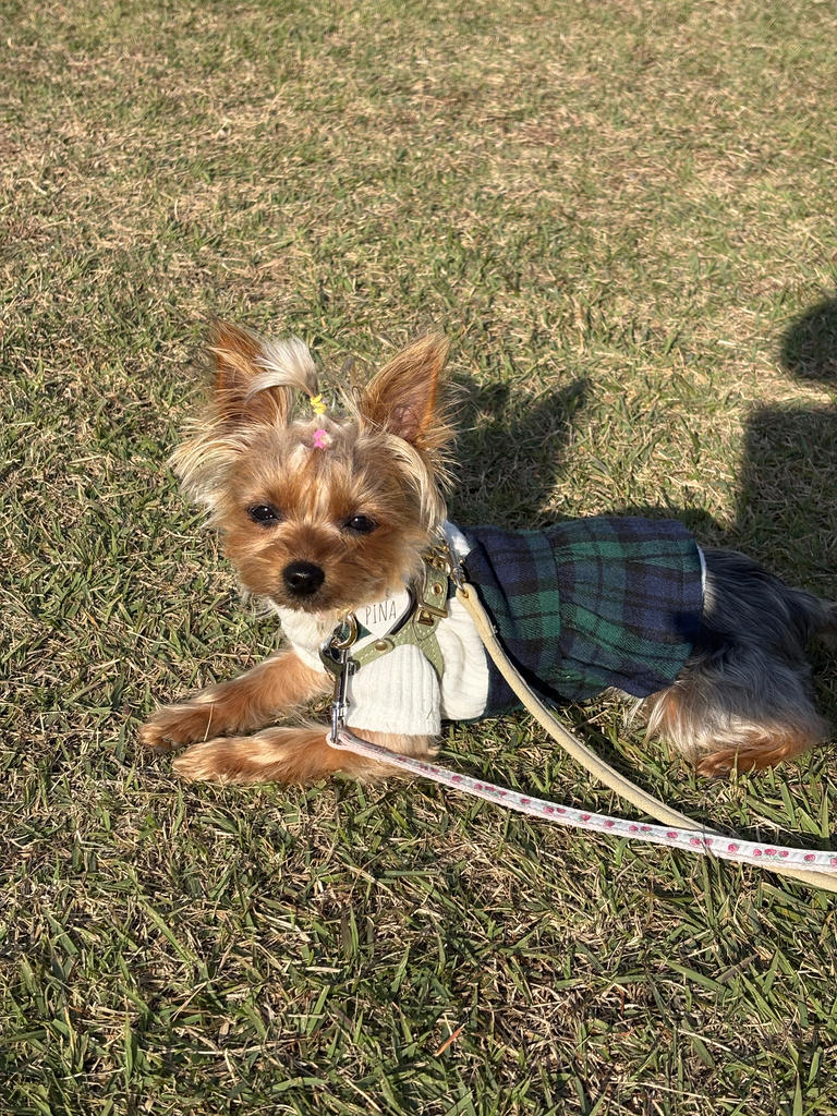 ONE OCTAVE（ワンオクターヴ）ビスチェ付ニット | 犬服・ドックウェア