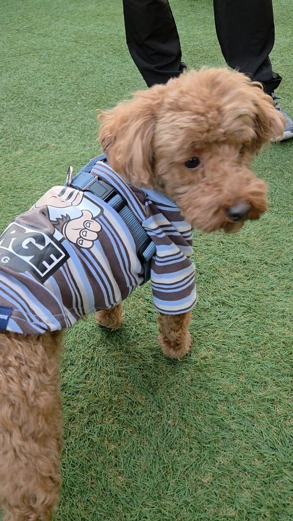 XLARGE（エクストララージ）キースボーダーハイネックT | 犬服・ドック