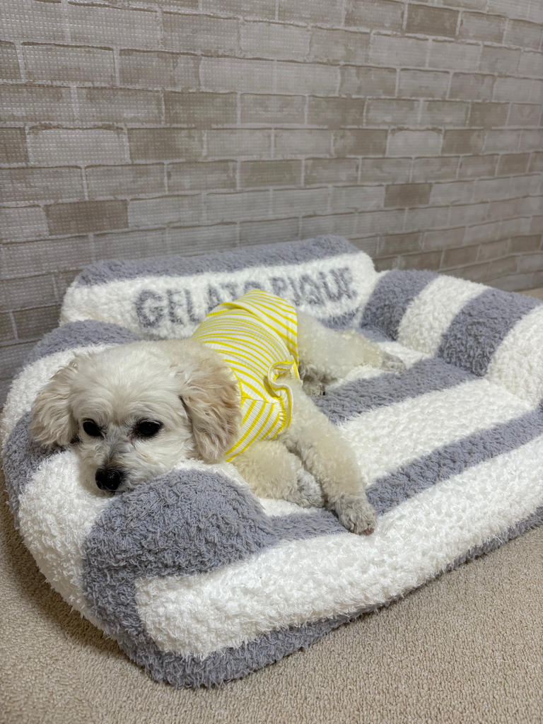 gelato pique（ジェラートピケ）【CAT&DOG】【販路限定商品