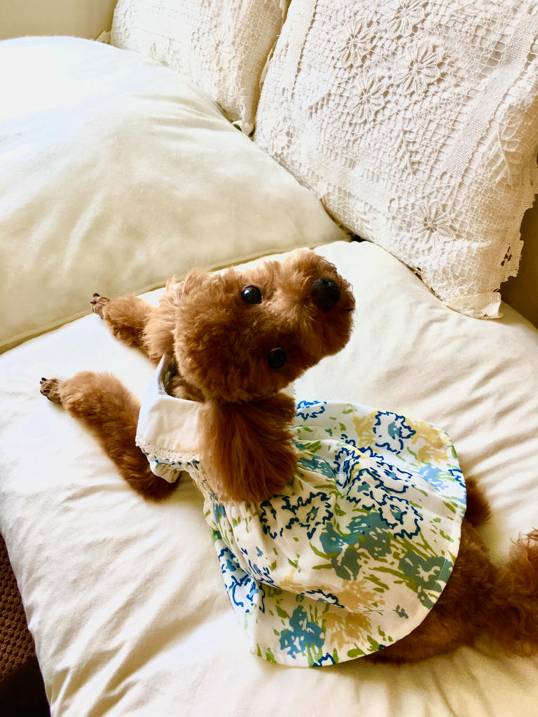 パピー・超小型犬用】LAURA ASHLEY（ローラアシュレイ）レース襟