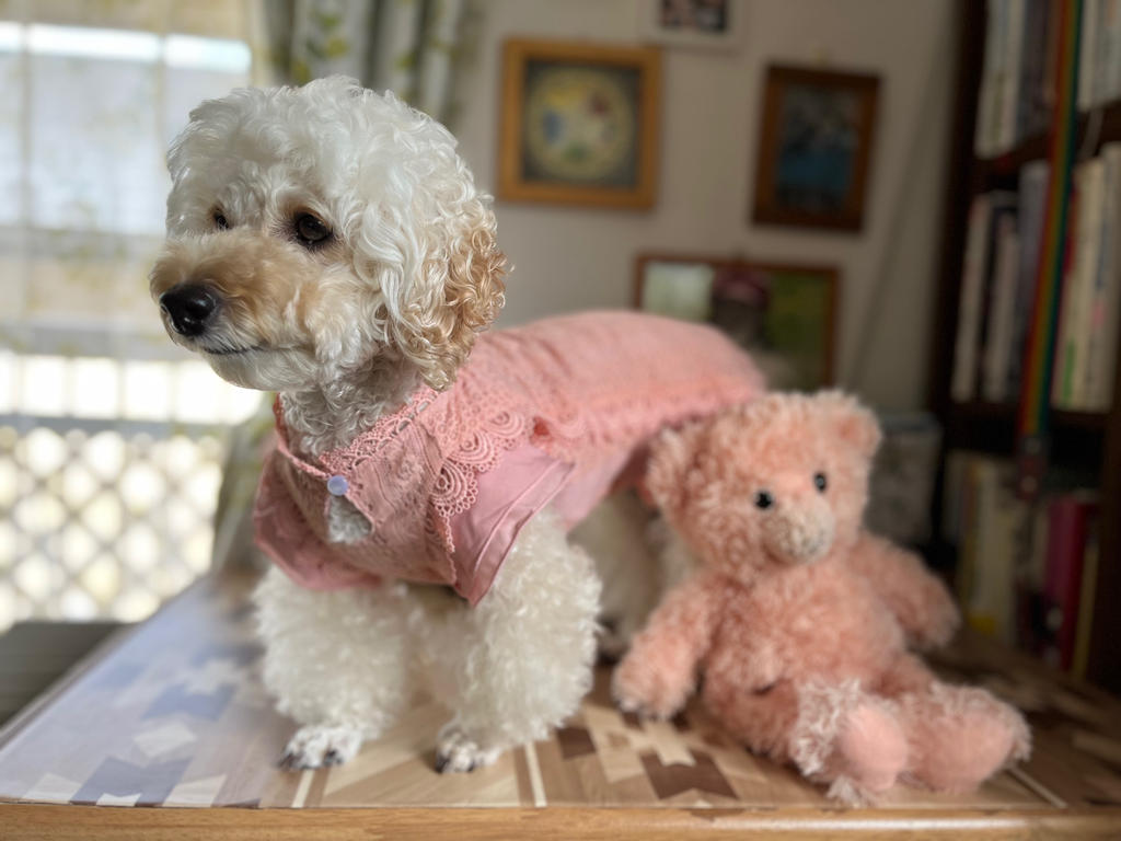 パピー・超小型犬用】ROPE PICNIC（ロペピクニック）レースワンピース