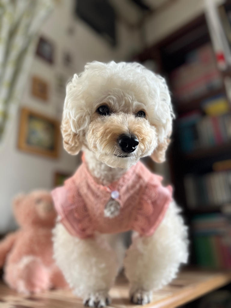 小型犬ワンピース a351c.jpg