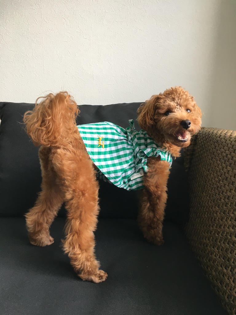 ギンガムチュニック　ギンガムワンピース　　♡オーダー受付中♡　犬服　ハンドメイド ギンガムチュニック ギンガムワンピース ♡オーダー受付中♡ 犬