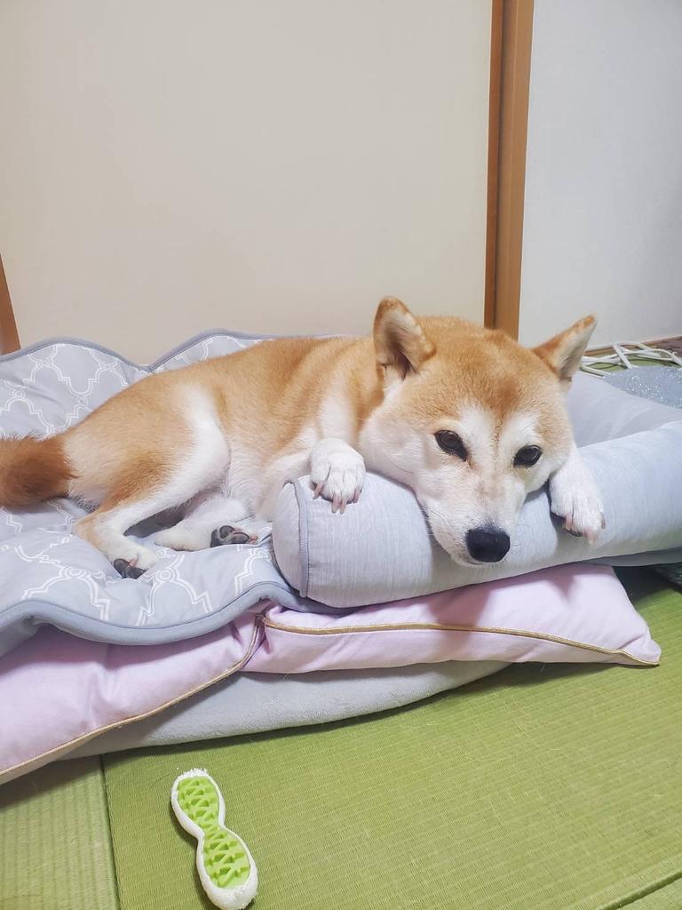 レビュー写真