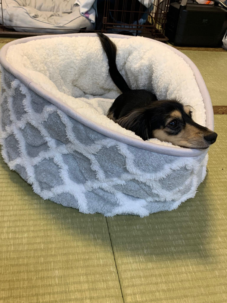 ダックス様専用 たどっ 