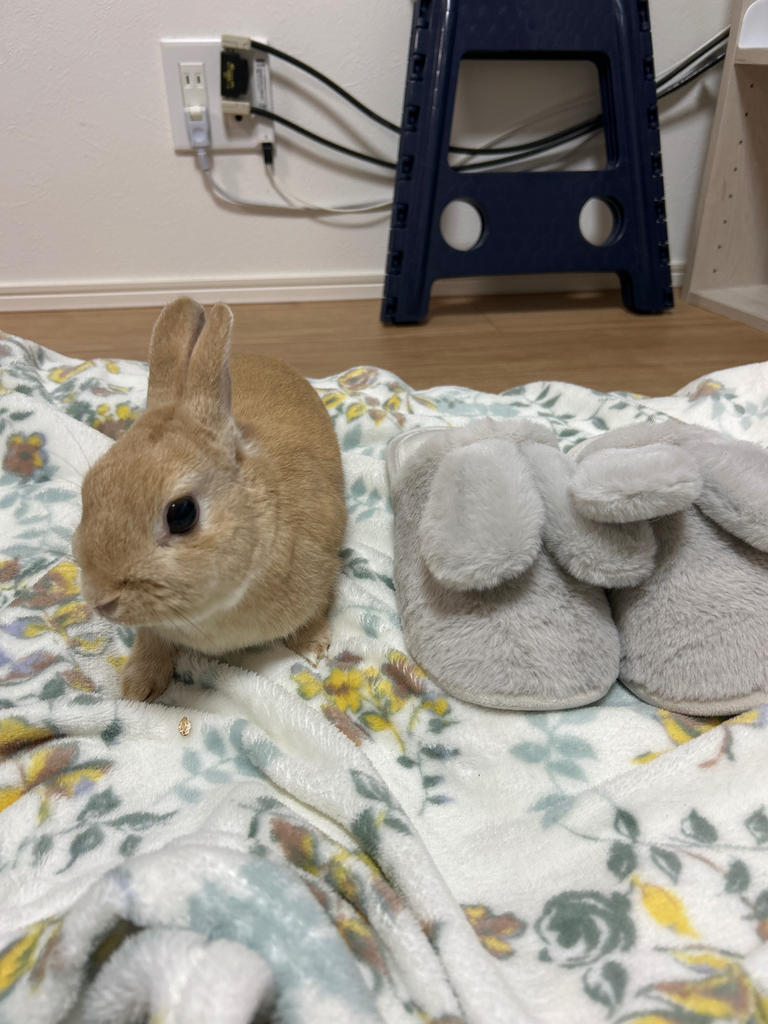 レビュー写真
