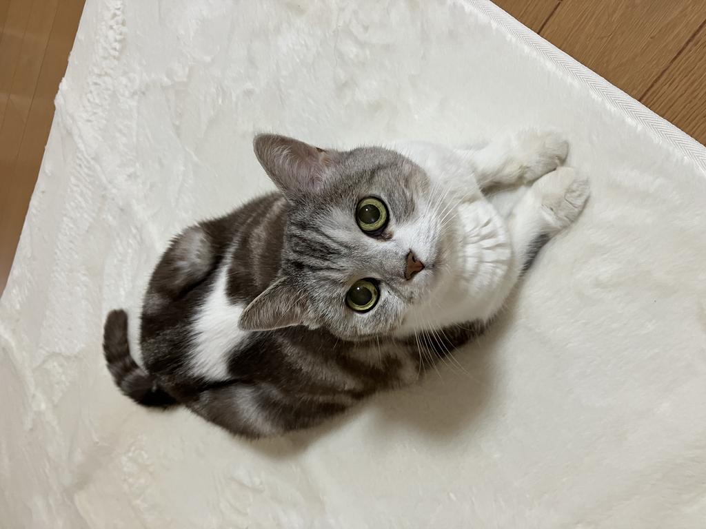 レビュー写真