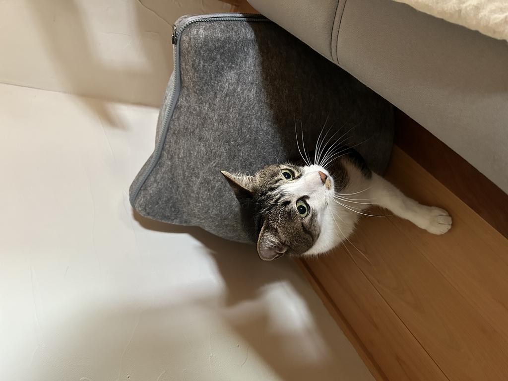 レビュー写真