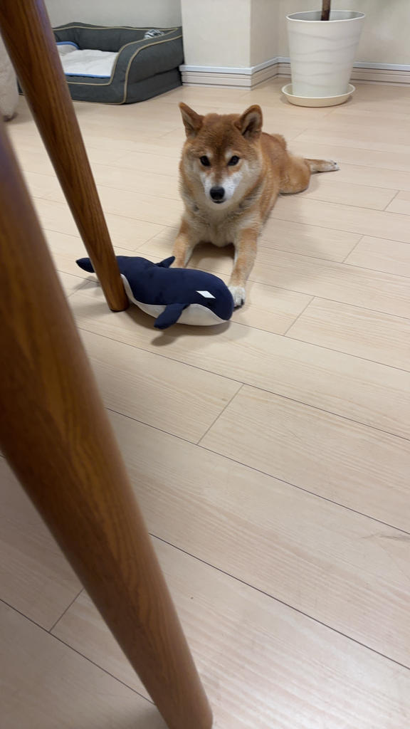 レビュー写真
