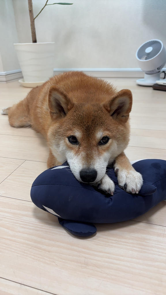 レビュー写真